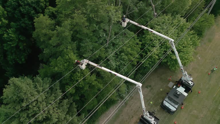 How Our Tree Care Process Works  in Somerset, MD