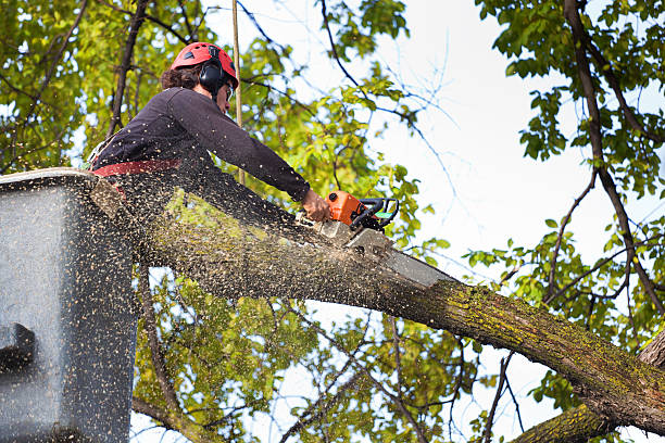 Trusted Somerset, MD Tree Services Experts